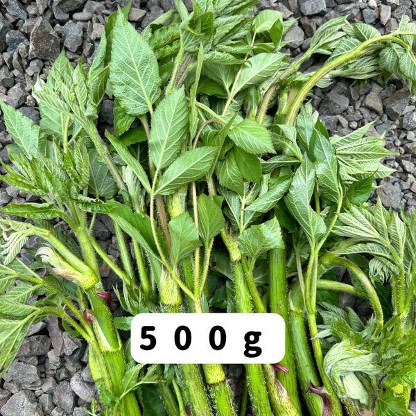 北海道産 天然山ウド うど 独活 山菜