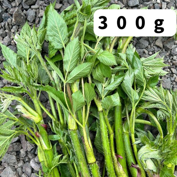 北海道産 天然山ウド うど 独活 300g