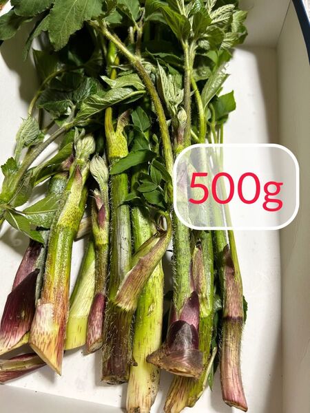 北海道産 天然 山ウド うど 500g