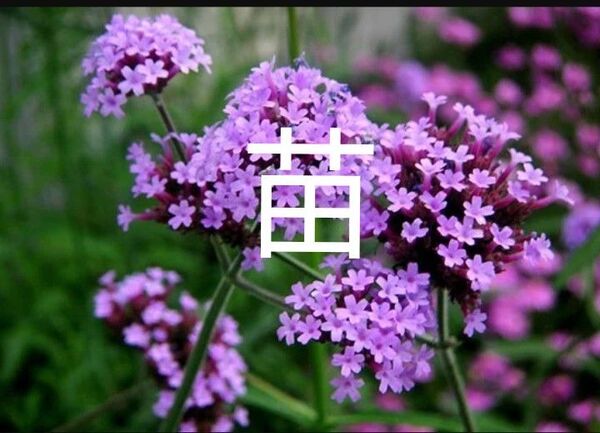 三尺バーベナ宿根草⑦ 赤ちゃん苗 4〜5株 ピンクのお花 関東 関西 中部 東北エリア限定