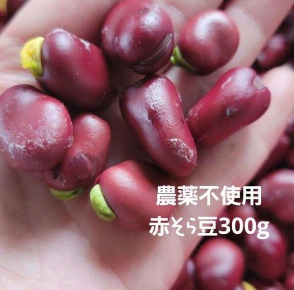 農薬不使用 赤そら豆 皮なし 300g