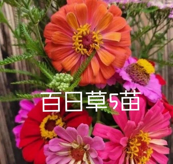 百日草5苗
