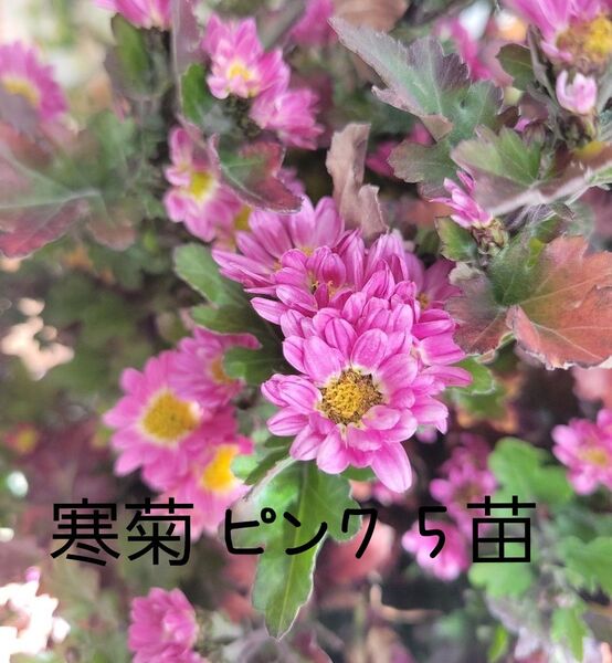 寒菊 ピンク5苗