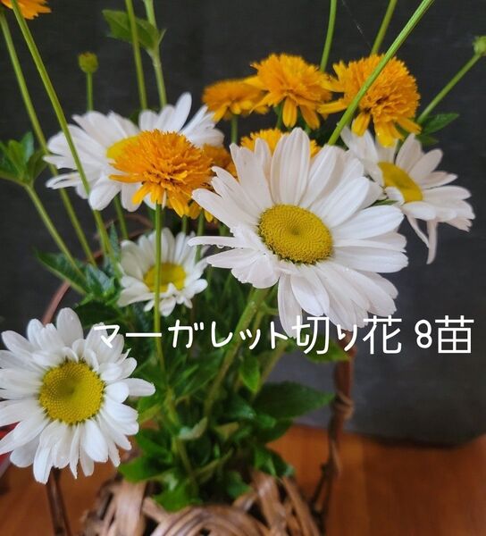 マーガレット花 8苗