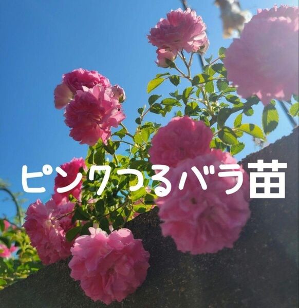 つるバラ 薔薇 ピンク 1苗