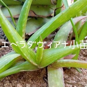 農薬不使用 アロエベラ ダヴィアナ小苗4つ