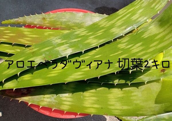 農薬不使用 アロエベラダヴィアナ切葉2キロ