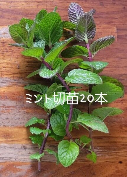 農薬不使用 ミント切苗20本