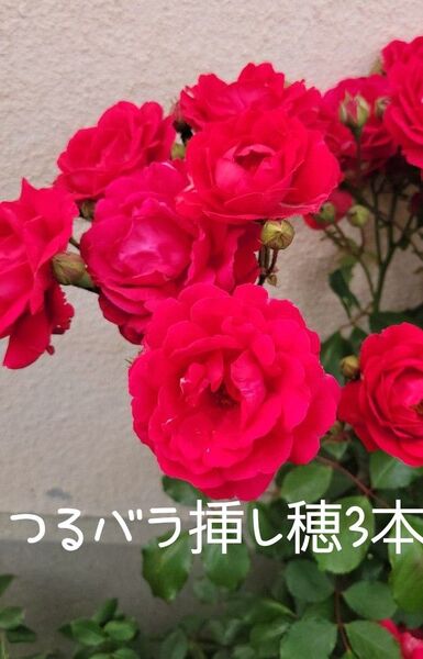 農薬不使用 つるバラ 挿し穂 3本