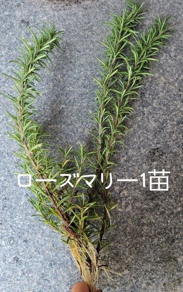 農薬不使用 ローズマリー1苗