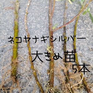 シルバー ネコヤナギ 水耕栽培 苗 5本