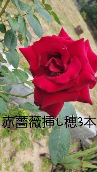 赤薔薇 挿し穂3本