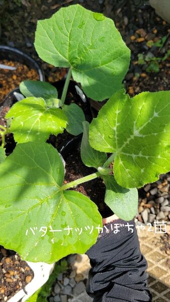 農薬不使用 バターナッツかぼちゃ2苗