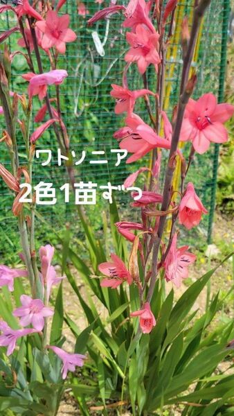 ワトソニア 2色1苗ずつ