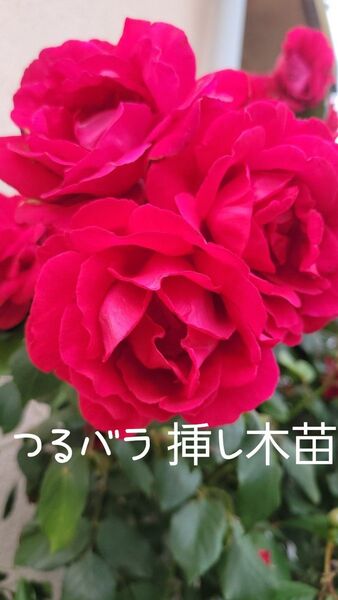 つるバラ 薔薇 挿し木苗