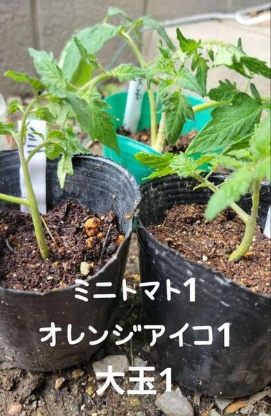 農薬不使用 トマト種類別3苗