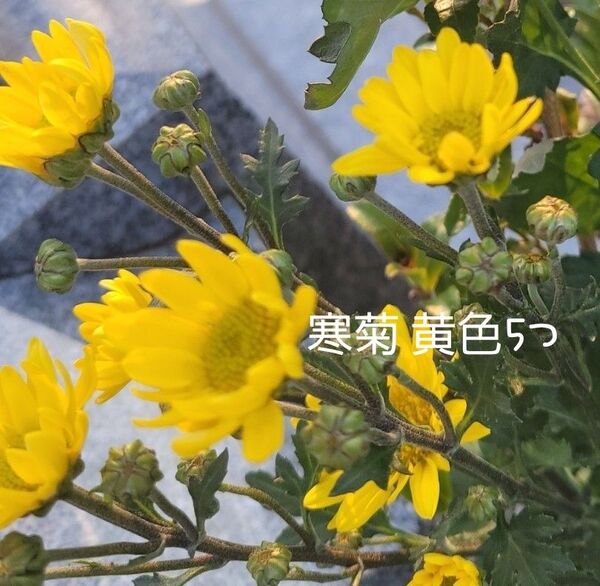 寒菊 黄色5苗