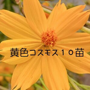 黄色コスモス苗10