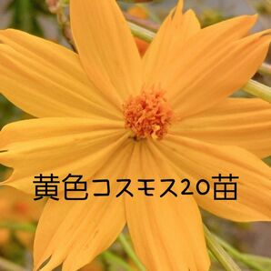 黄色 コスモス20本