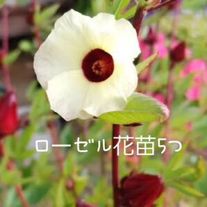 ローゼル 苗5つ