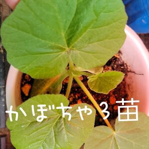 農薬不使用 かぼちゃ3苗