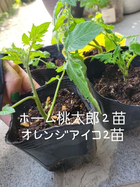 農薬不使用トマト苗4つ ホーム桃太郎2 オレンジアイコ2