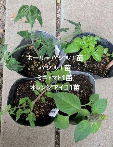 農薬不使用 トマト バジルセット4苗