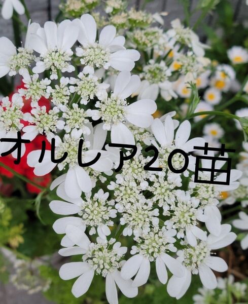 オルレア20苗
