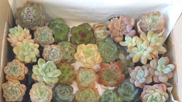 多肉植物 寄せ植えセット エケベリアなど 韓国苗 詰め合わせ お買い得♪ 宅急便コンパクトでお届け セダムおまけ