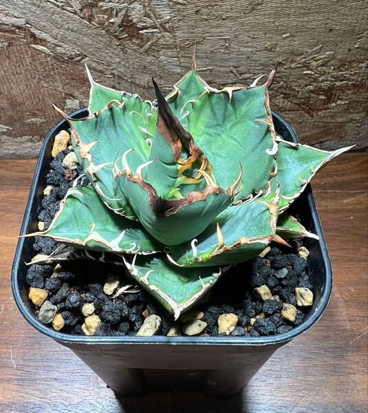 K−0020 アガベチタノタ厳竜 中株 Agavetitanota Dwarf 【特選 多肉植物】検:姫厳竜
