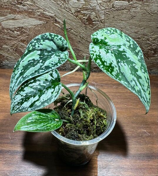 スキンダプサス トリカラー ダークフォーム Scindapsus Tricolor Dark Form S-24