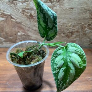 スキンダプサス トリカラー ダークフォーム Scindapsus Tricolor Dark Form S-33