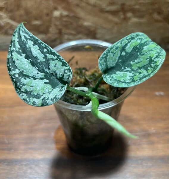 スキンダプサス トリカラー ダークフォーム Scindapsus Tricolor Darkform S-40