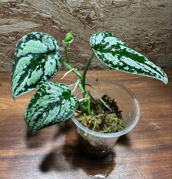 スキンダプサス トリカラー ダークフォーム Scindapsus Tricolor Dark Form S-39