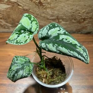 スキンダプサス トリカラー ダークフォーム Scindapsus Tricolor Dark Form S-39