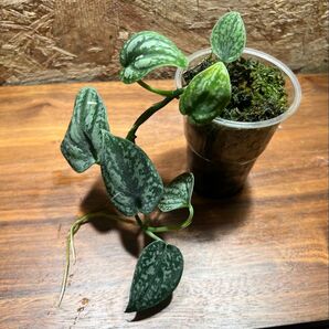 スキンダプサス トリカラー ダークフォーム Scindapsus Tricolor DarkForm S-73