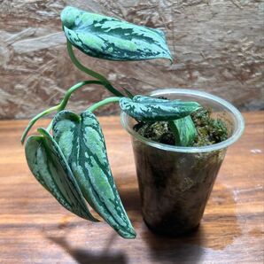 スキンダプサス トリカラー ダークフォーム Scindapsus tricolor Darkform S-63