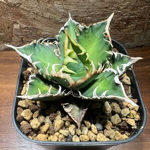 K−0214 アガベ チタノタレッドキャットウィーズル中株 AgavetitanotaRed catweazle【特選 ブツブツ】