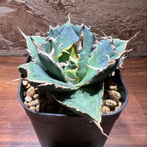 K−0204 アガベ チタノタ金鯨 中株 Agave titanota gold whale【特選 多肉植物】