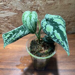 スキンダプサス トリカラー ダークフォーム Scindapsus Tricolor DarkForm S-64