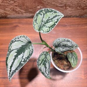 スキンダプサス トリカラー ダークフォーム Scindapsus Tricolor DarkForm S-58