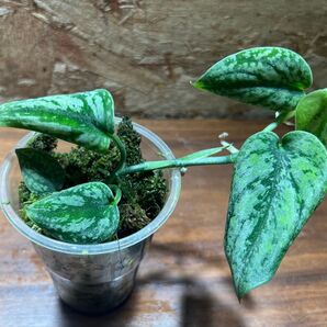 スキンダプサス トリカラー ダークフォーム Scindapsus Tricolor Darkform S-69
