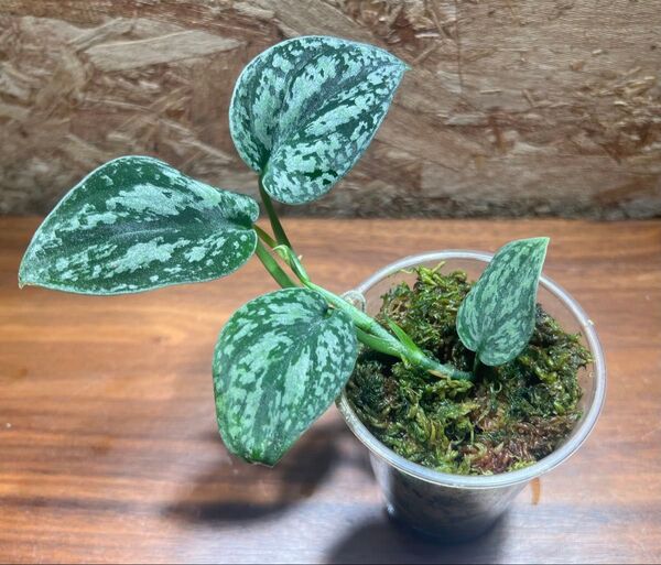 スキンダプサス トリカラー ダークフォーム Scindapsus Tricolor DarkForm S-55