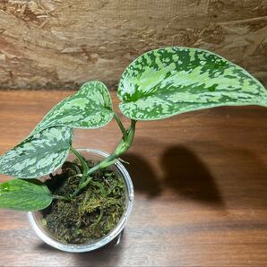 スキンダプサス トリカラー ダークフォーム Scindapsus Tricolor Dark Form S-24