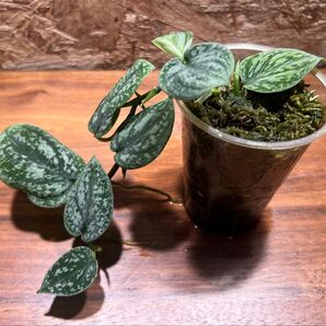 スキンダプサス トリカラー ダークフォーム Scindapsus Tricolor DarkForm S-72