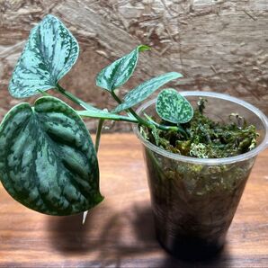 スキンダプサス トリカラー ダークフォーム Scindapsus tricolor Dark form S-61