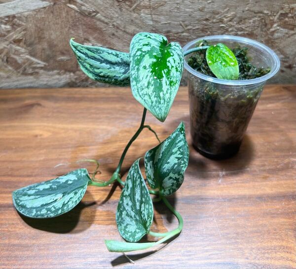 スキンダプサス トリカラー ダークフォーム Scindapsus tricolor Dark Form S-31