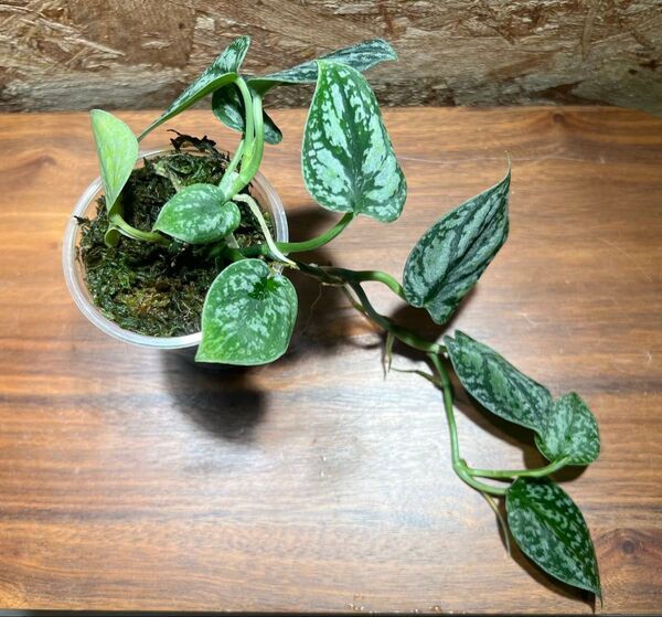 スキンダプサス トリカラー ダークフォーム Scindapsus Tricolor Darkform S-68