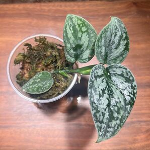 スキンダプサス トリカラー ダークフォーム Scindapsus Tricolor DarkForm S-56