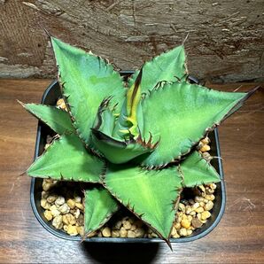 K-0018 アガベチタノタ黒火焔(ブラックファイヤー)中株 Agave titanota Black fire【特選 多肉植物】